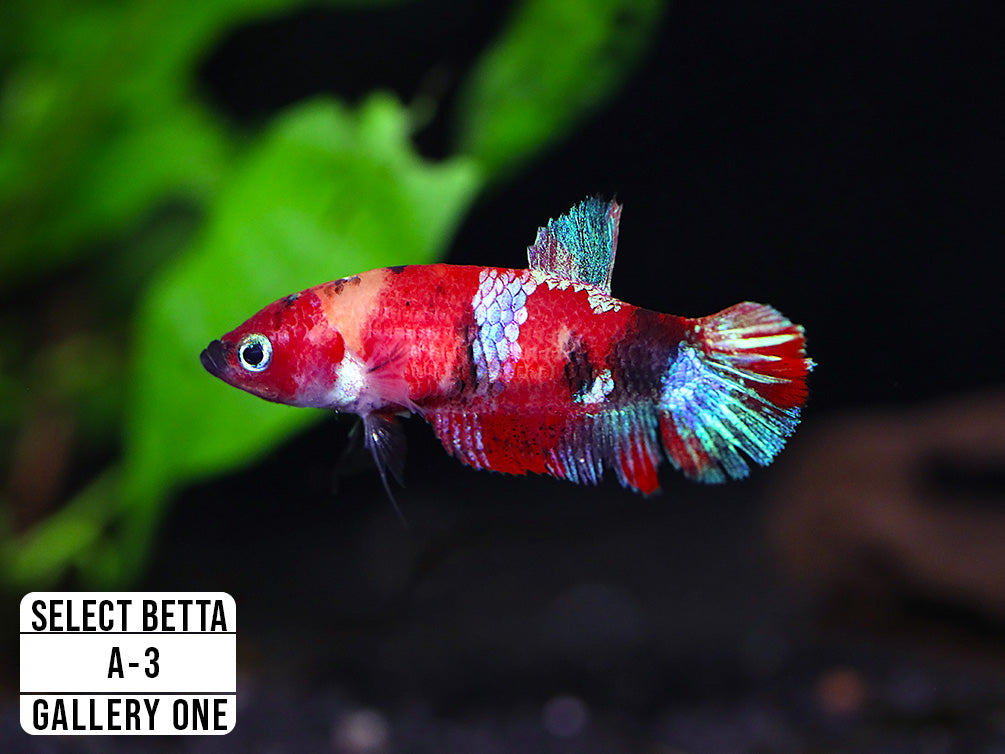 Premium Select Betta Fish (Betta splendens) - WYSIWYG Gallery One