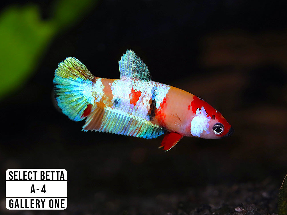Premium Select Betta Fish (Betta splendens) - WYSIWYG Gallery One