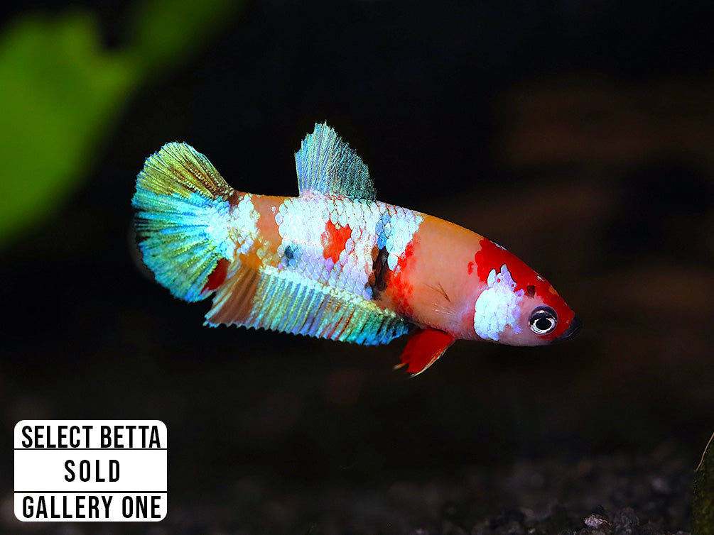 Premium Select Betta Fish (Betta splendens) - WYSIWYG Gallery One