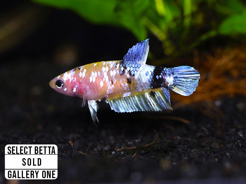 Premium Select Betta Fish (Betta splendens) - WYSIWYG Gallery One