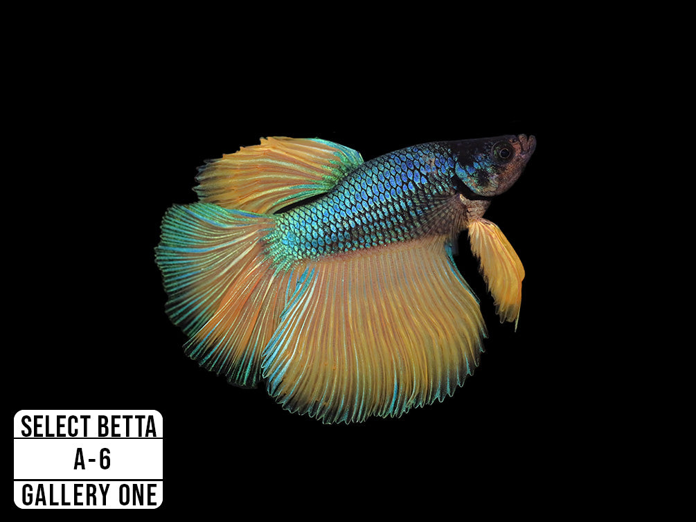 Premium Select Betta Fish (Betta splendens) - WYSIWYG Gallery One