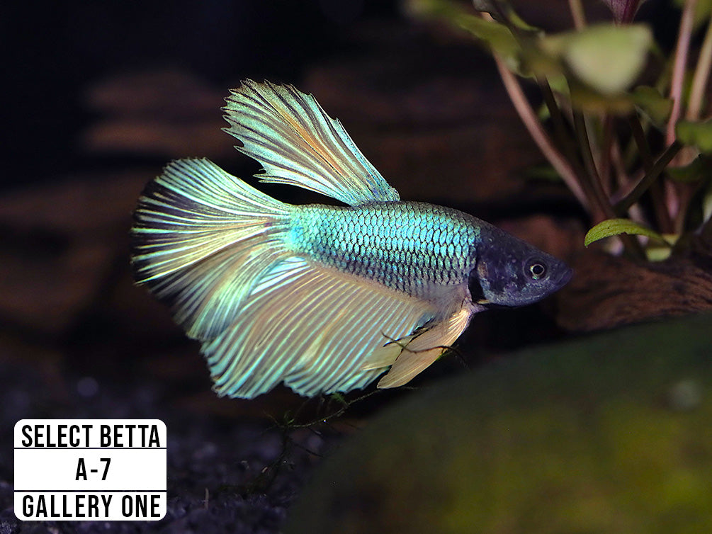 Premium Select Betta Fish (Betta splendens) - WYSIWYG Gallery One