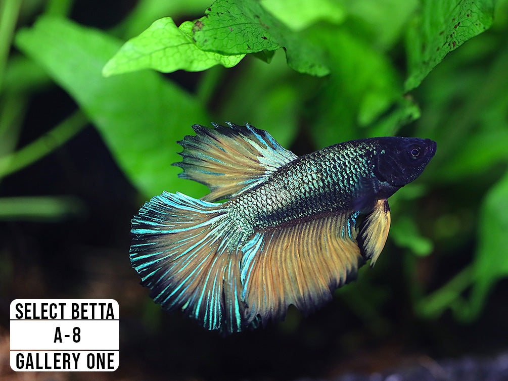 Premium Select Betta Fish (Betta splendens) - WYSIWYG Gallery One