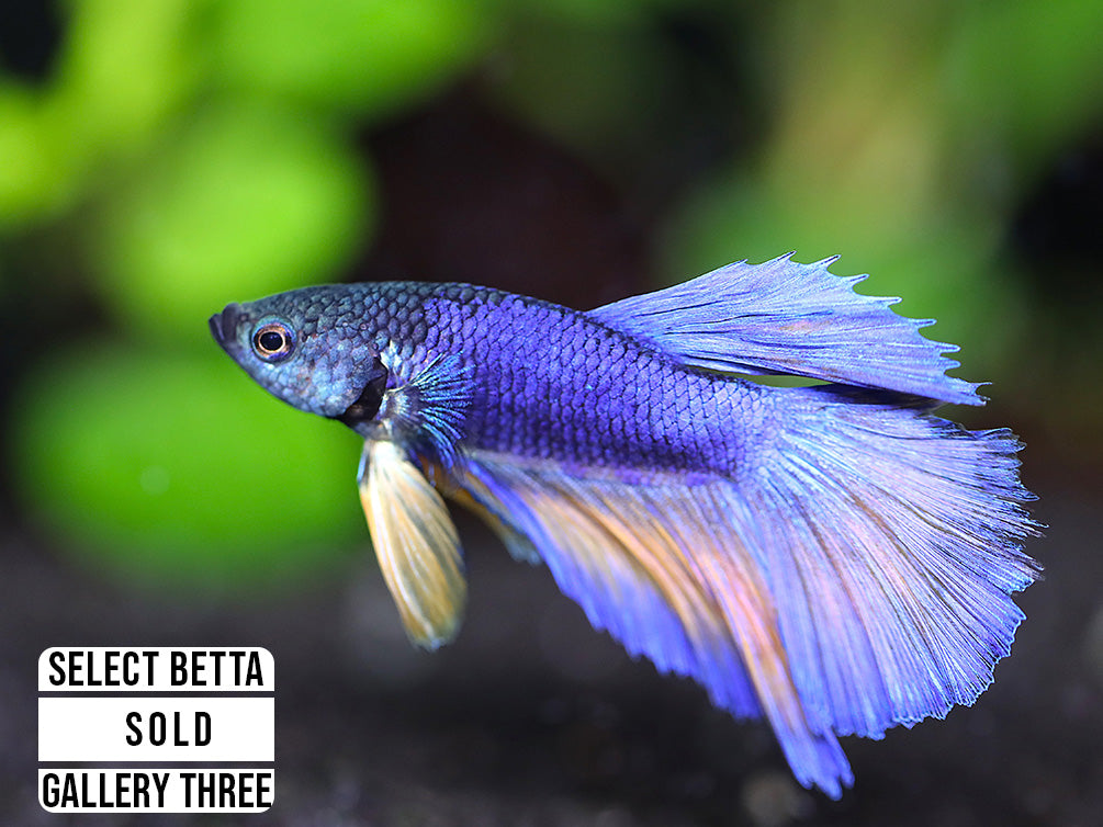 Premium Select Betta Fish (Betta splendens) - WYSIWYG Gallery Three