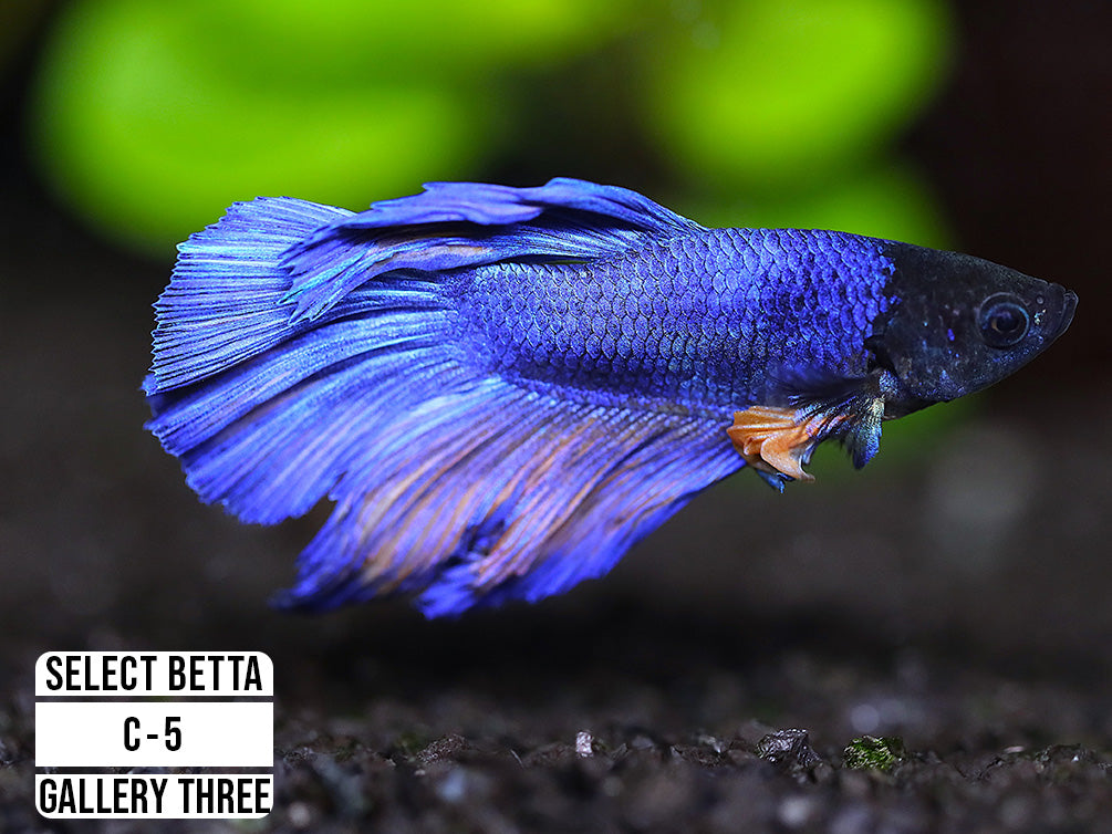 Premium Select Betta Fish (Betta splendens) - WYSIWYG Gallery Three