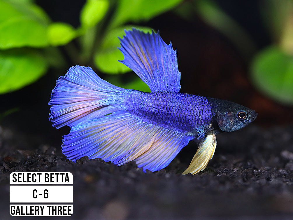 Premium Select Betta Fish (Betta splendens) - WYSIWYG Gallery Three