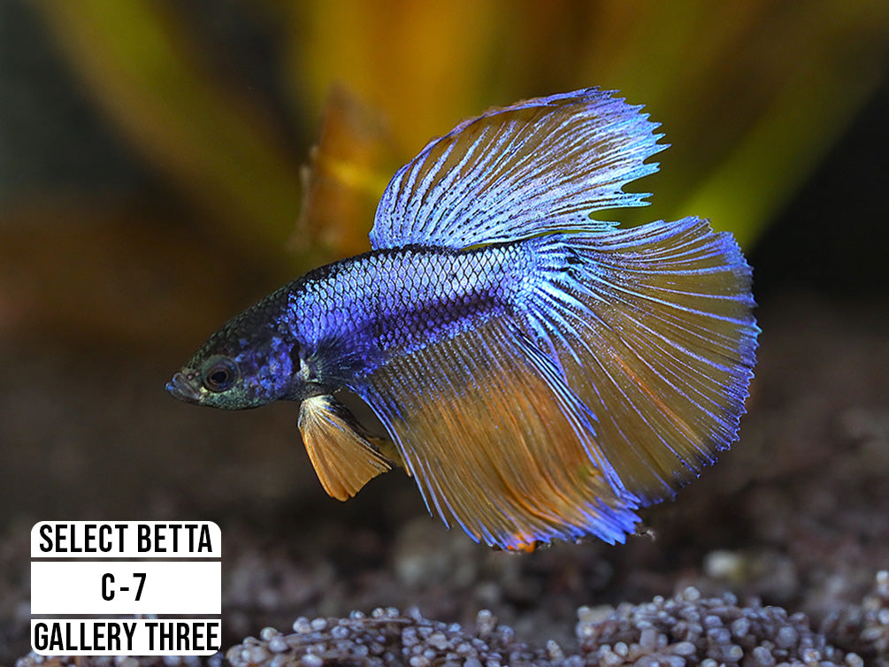 Premium Select Betta Fish (Betta splendens) - WYSIWYG Gallery Three
