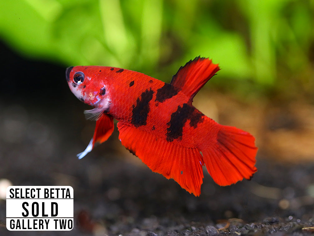 Premium Select Betta Fish (Betta splendens) - WYSIWYG Gallery Two