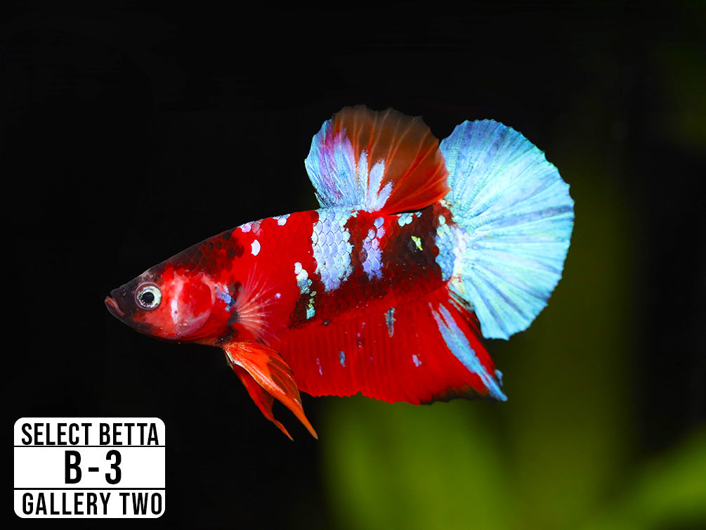 Premium Select Betta Fish (Betta splendens) - WYSIWYG Gallery Two
