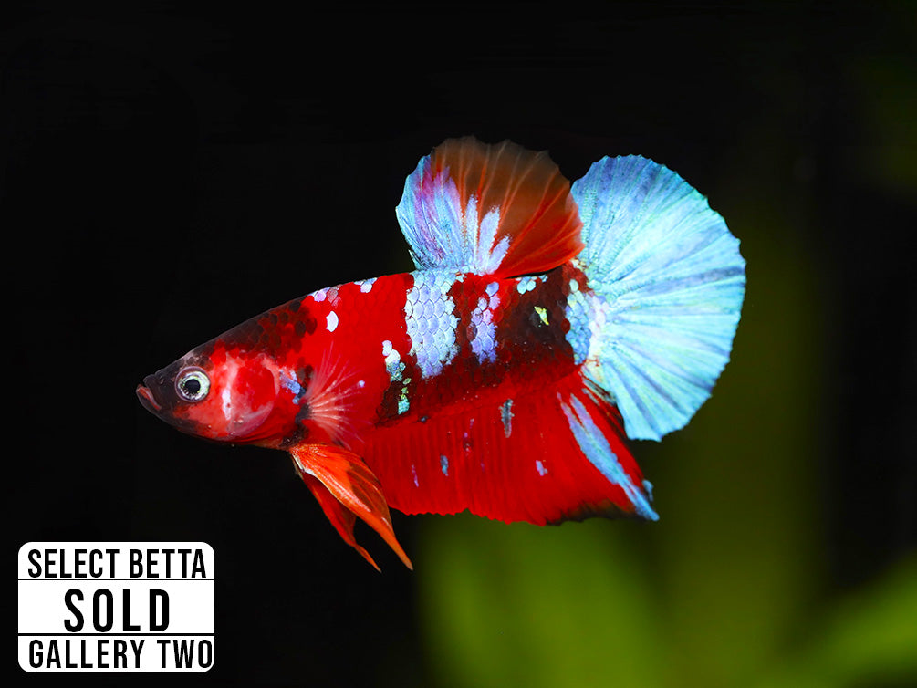 Premium Select Betta Fish (Betta splendens) - WYSIWYG Gallery Two