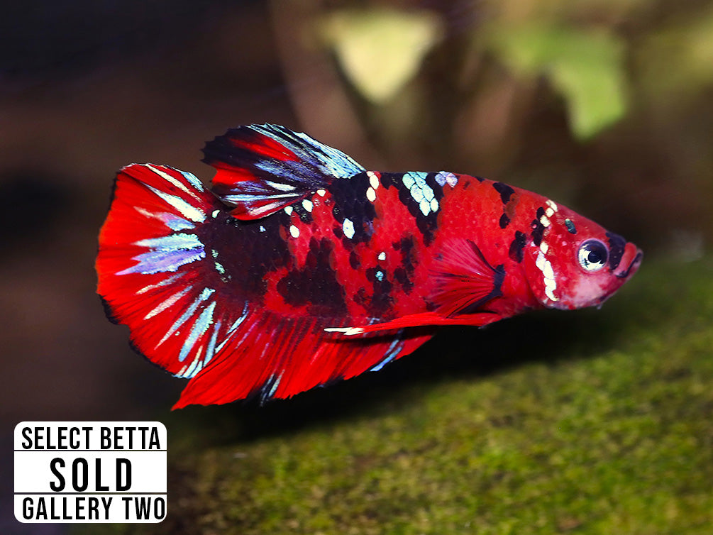 Premium Select Betta Fish (Betta splendens) - WYSIWYG Gallery Two