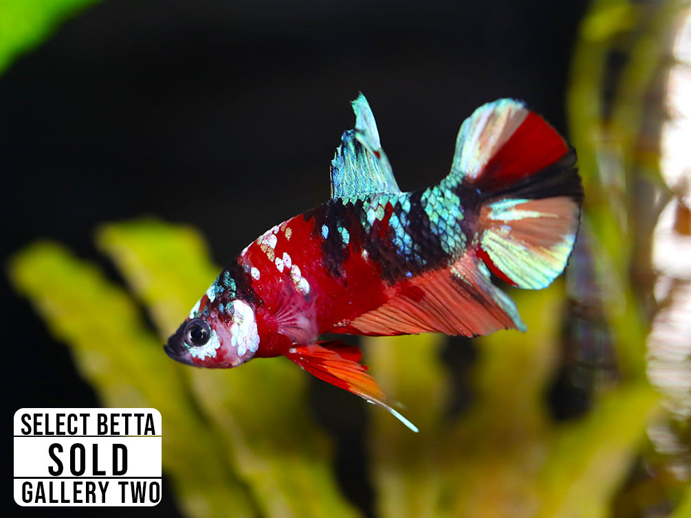Premium Select Betta Fish (Betta splendens) - WYSIWYG Gallery Two