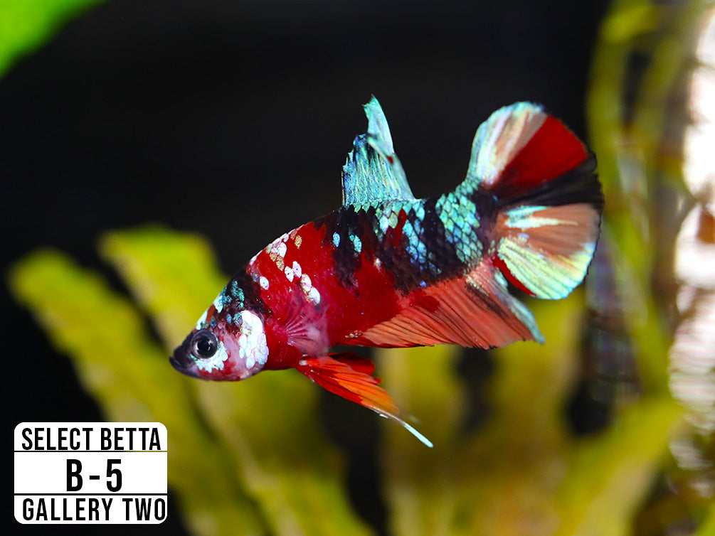 Premium Select Betta Fish (Betta splendens) - WYSIWYG Gallery Two