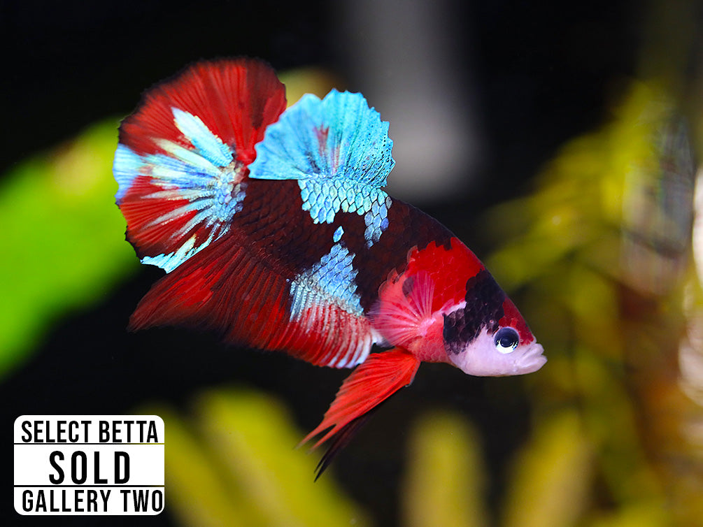 Premium Select Betta Fish (Betta splendens) - WYSIWYG Gallery Two