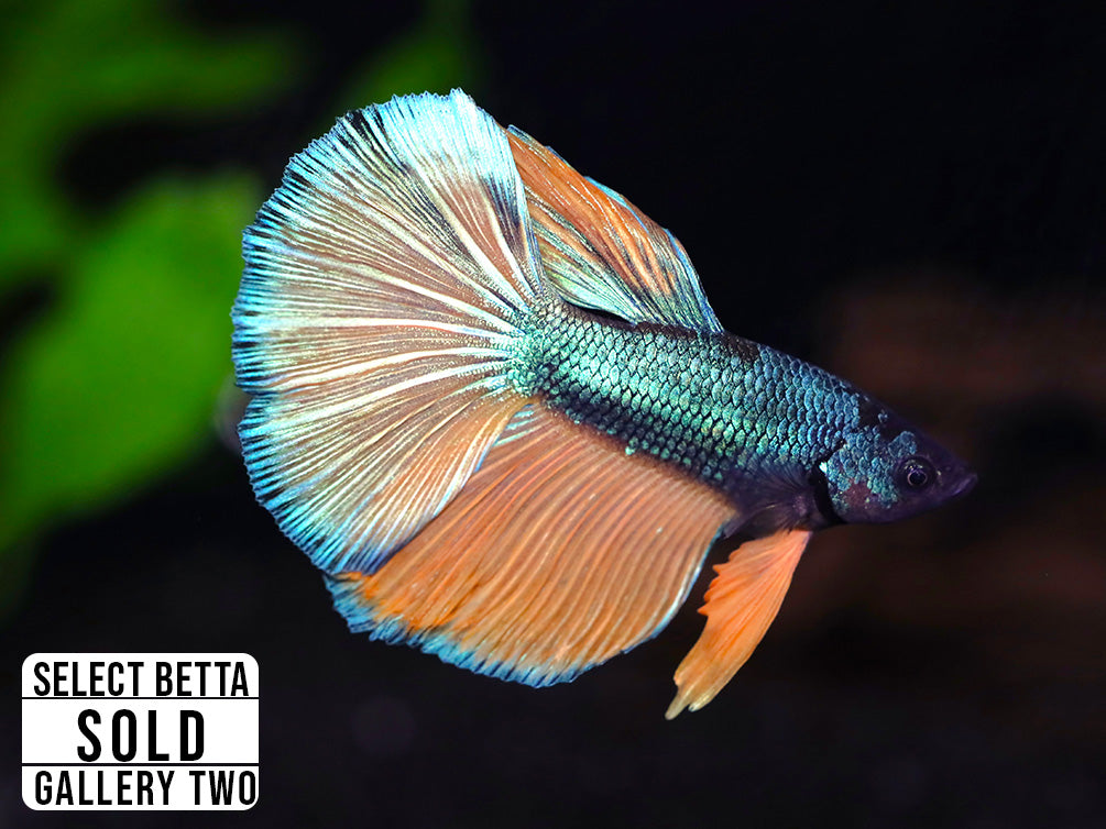 Premium Select Betta Fish (Betta splendens) - WYSIWYG Gallery Two
