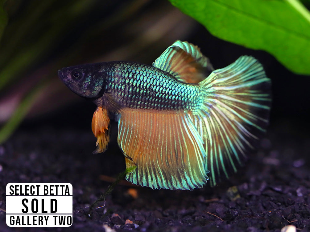Premium Select Betta Fish (Betta splendens) - WYSIWYG Gallery Two