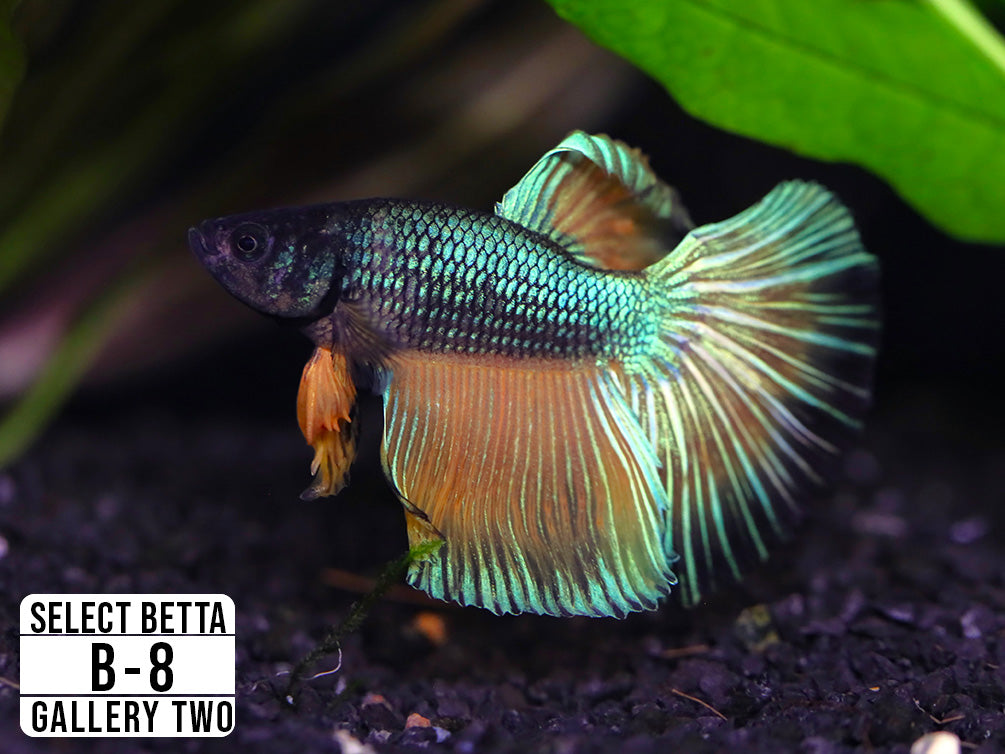 Premium Select Betta Fish (Betta splendens) - WYSIWYG Gallery Two
