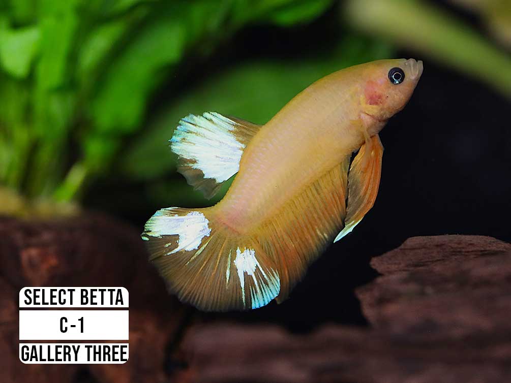 Premium Select Betta Fish (Betta splendens) - WYSIWYG Gallery Three