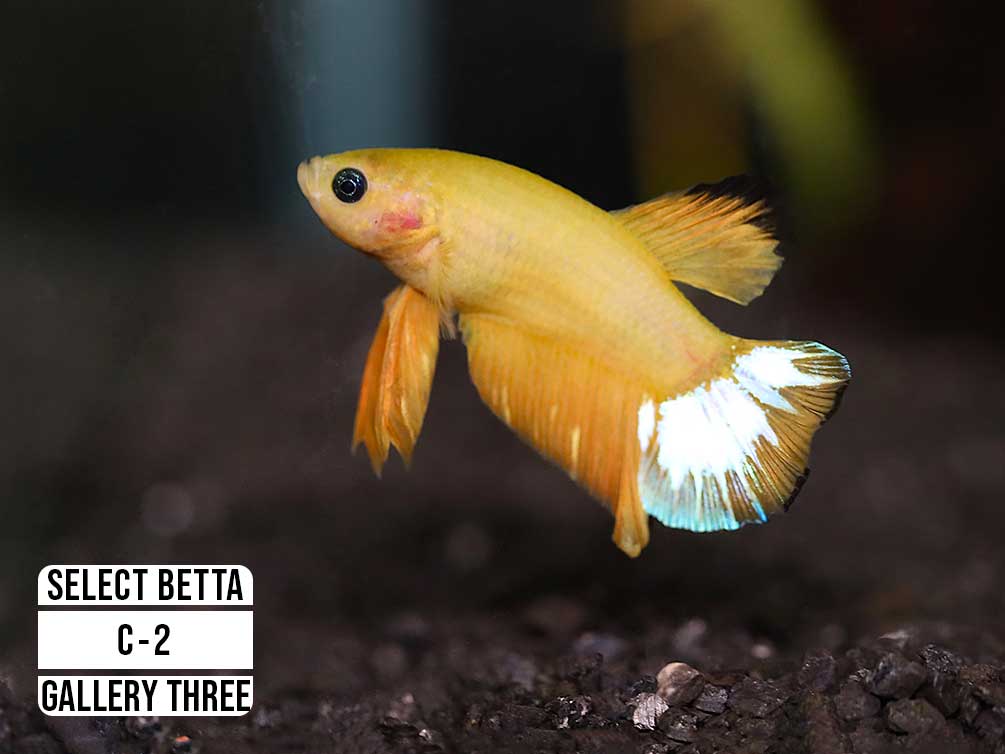 Premium Select Betta Fish (Betta splendens) - WYSIWYG Gallery Three