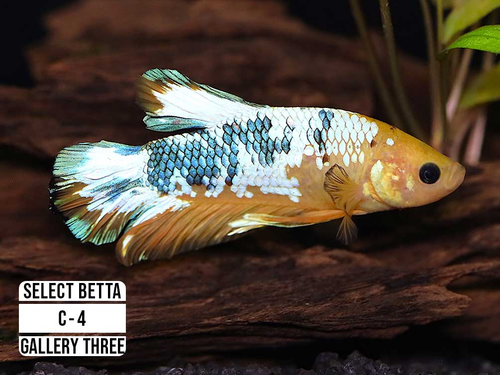 Premium Select Betta Fish (Betta splendens) - WYSIWYG Gallery Three