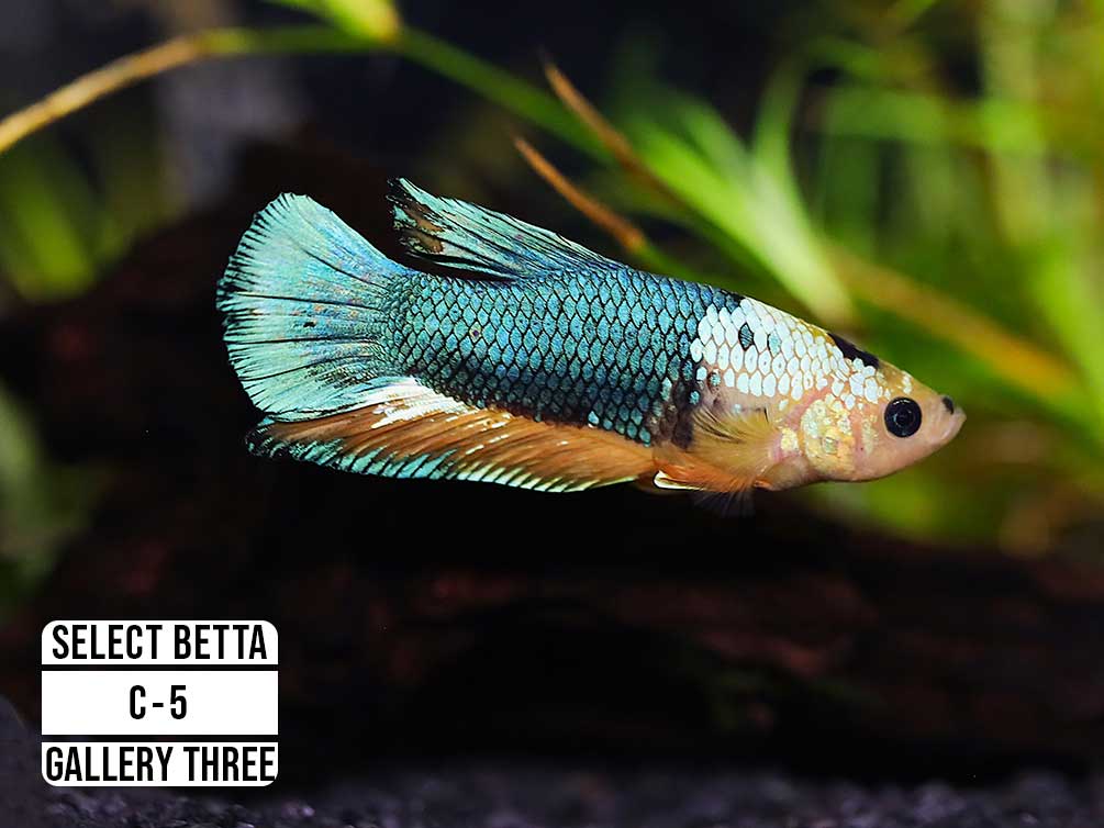 Premium Select Betta Fish (Betta splendens) - WYSIWYG Gallery Three
