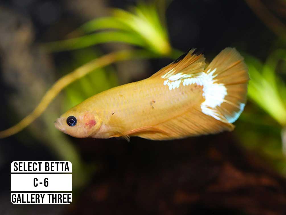 Premium Select Betta Fish (Betta splendens) - WYSIWYG Gallery Three