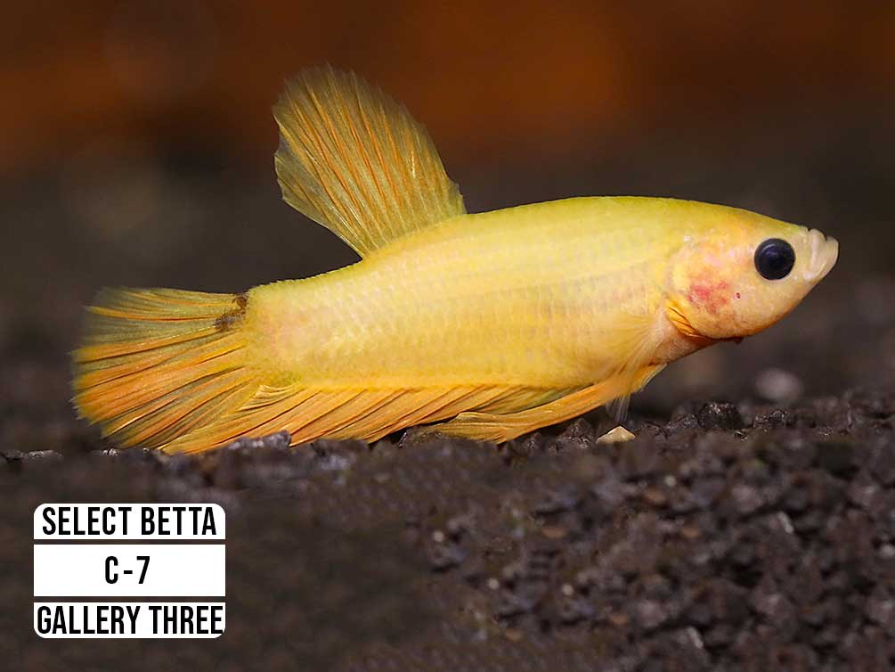 Premium Select Betta Fish (Betta splendens) - WYSIWYG Gallery Three