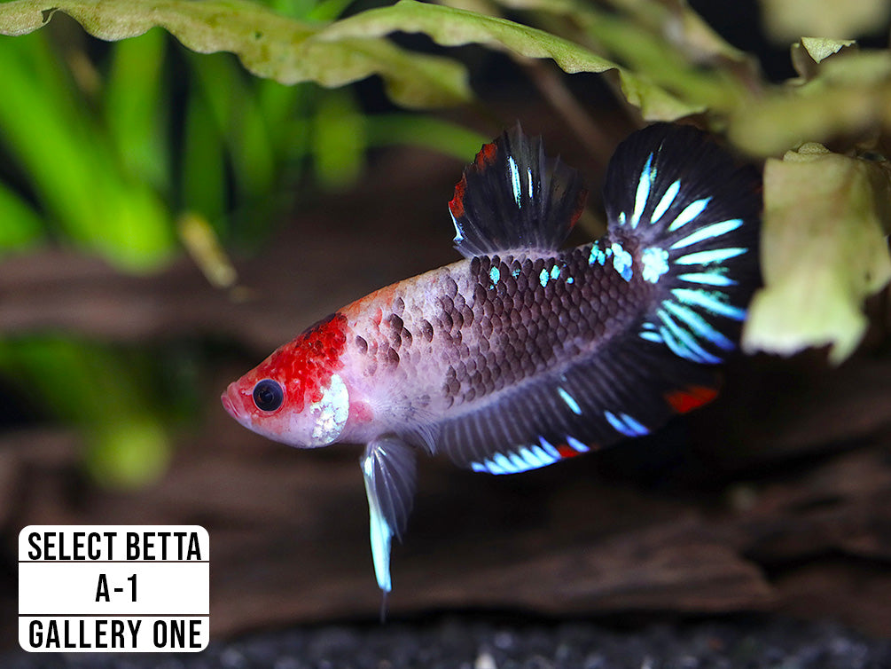 Premium Select Betta Fish (Betta splendens) - WYSIWYG Gallery One