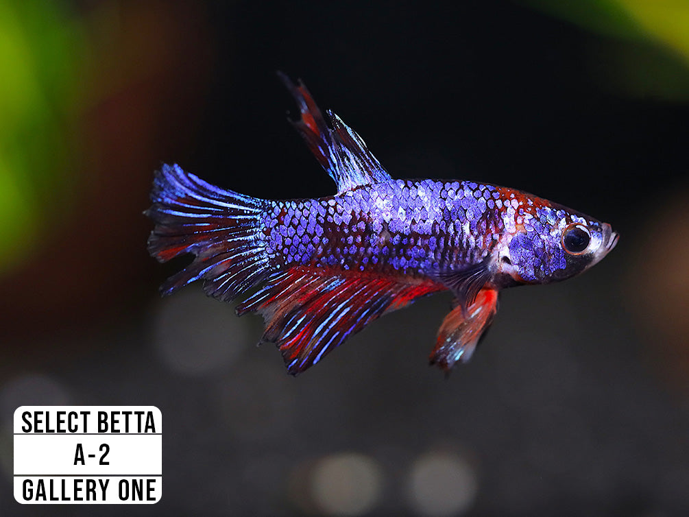 Premium Select Betta Fish (Betta splendens) - WYSIWYG Gallery One