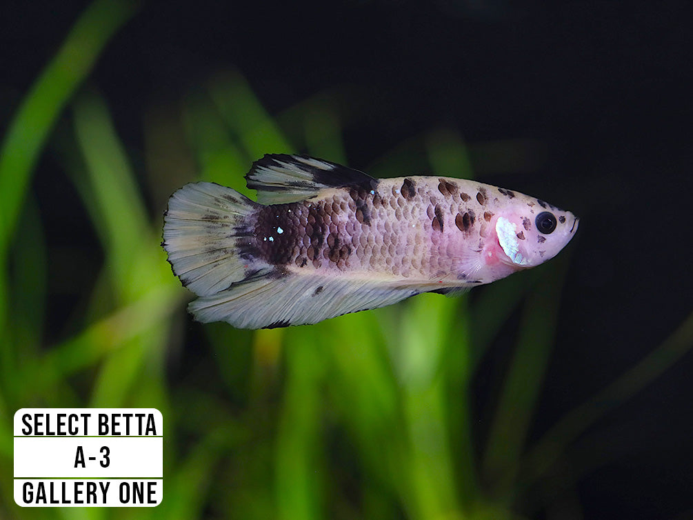Premium Select Betta Fish (Betta splendens) - WYSIWYG Gallery One