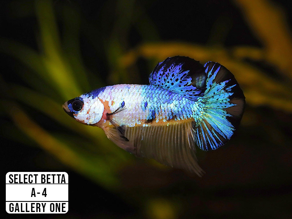 Premium Select Betta Fish (Betta splendens) - WYSIWYG Gallery One