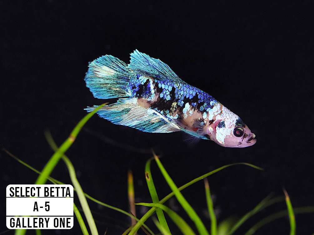 Premium Select Betta Fish (Betta splendens) - WYSIWYG Gallery One