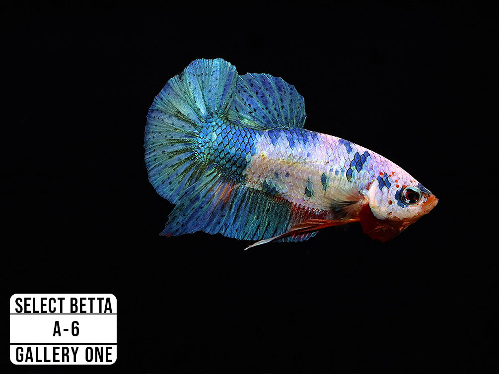 Premium Select Betta Fish (Betta splendens) - WYSIWYG Gallery One