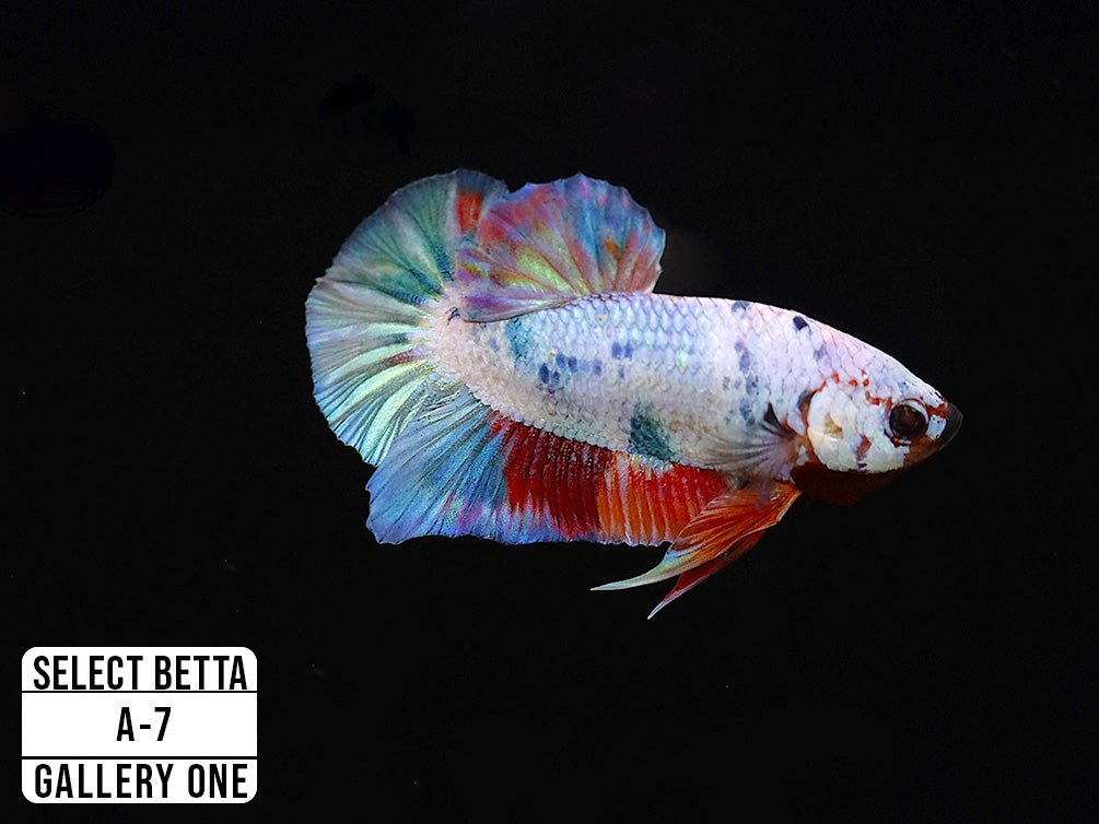 Premium Select Betta Fish (Betta splendens) - WYSIWYG Gallery One