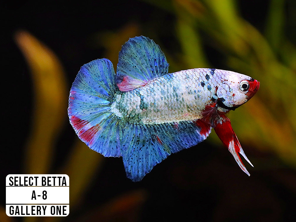 Premium Select Betta Fish (Betta splendens) - WYSIWYG Gallery One