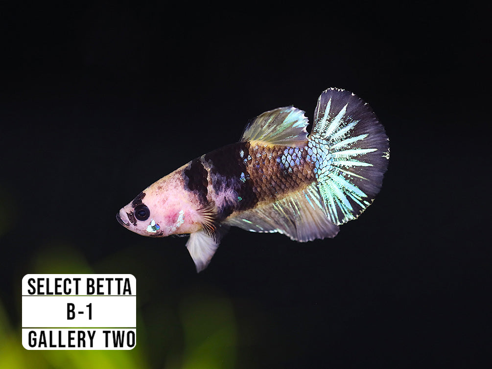 Premium Select Betta Fish (Betta splendens) - WYSIWYG Gallery Two