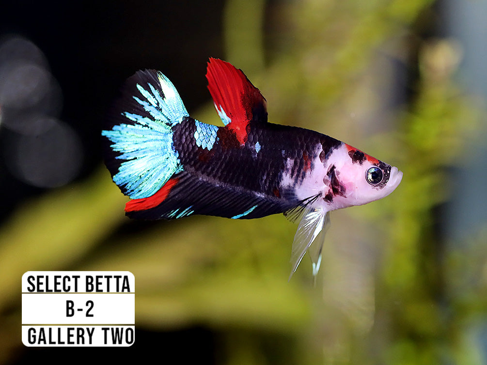 Premium Select Betta Fish (Betta splendens) - WYSIWYG Gallery Two