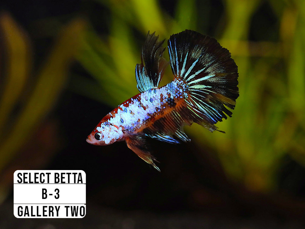 Premium Select Betta Fish (Betta splendens) - WYSIWYG Gallery Two