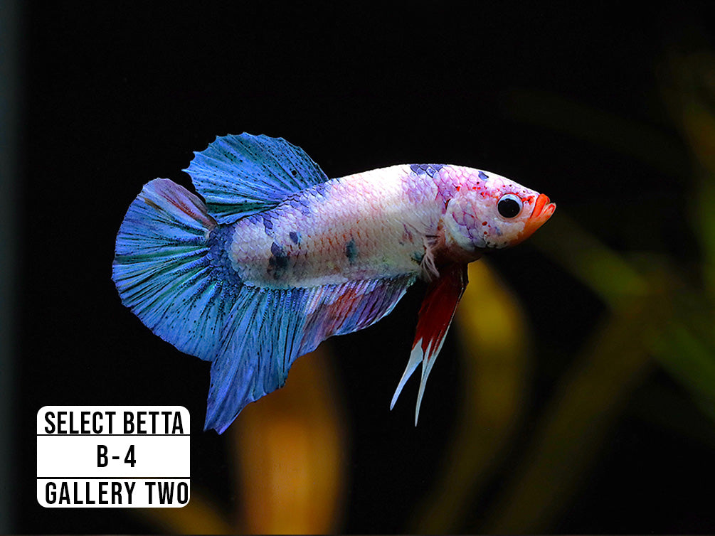 Premium Select Betta Fish (Betta splendens) - WYSIWYG Gallery Two