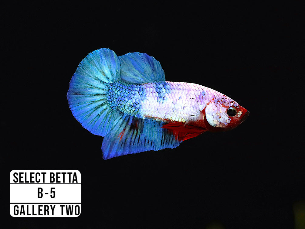 Premium Select Betta Fish (Betta splendens) - WYSIWYG Gallery Two