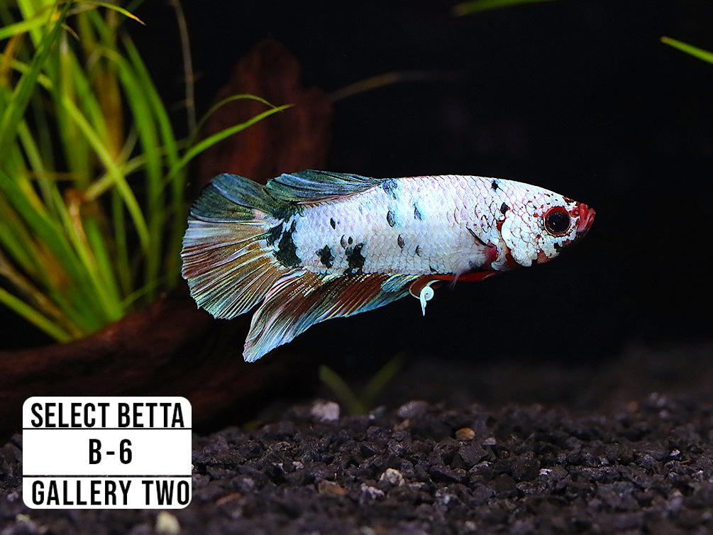 Premium Select Betta Fish (Betta splendens) - WYSIWYG Gallery Two