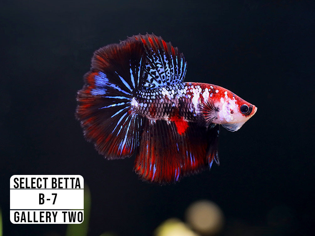 Premium Select Betta Fish (Betta splendens) - WYSIWYG Gallery Two