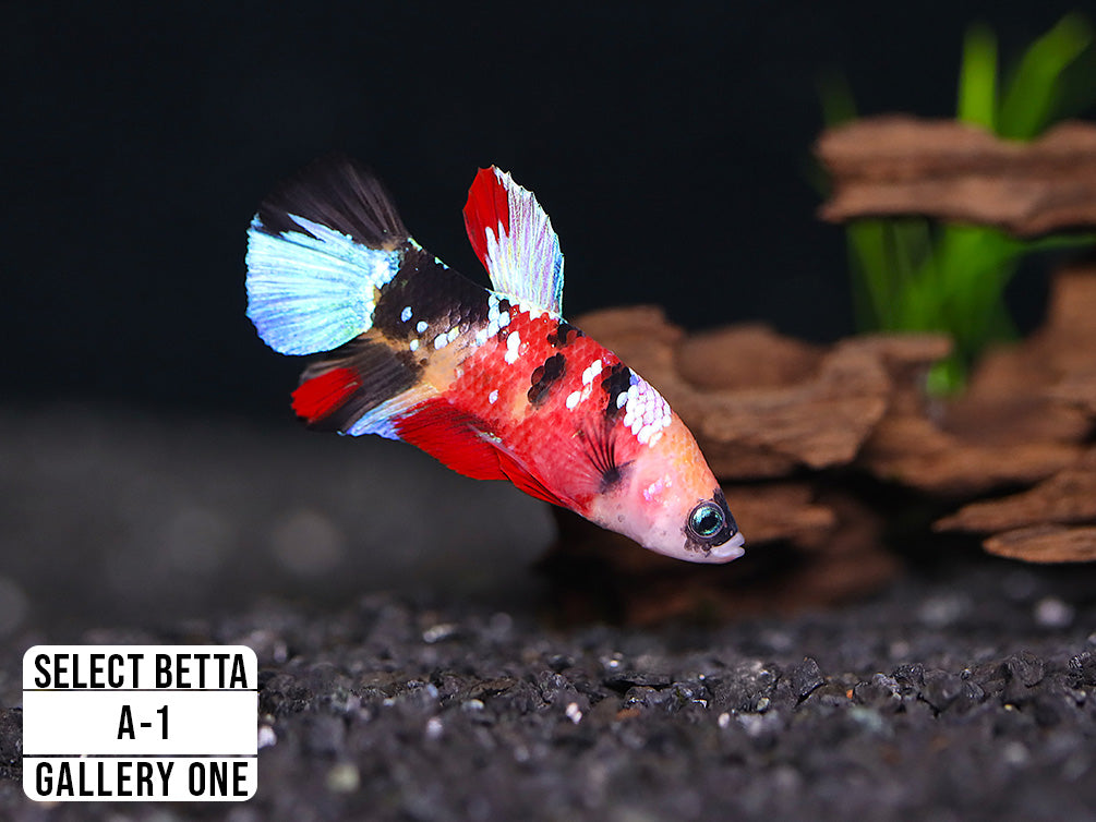Bettas – Aquatic Arts