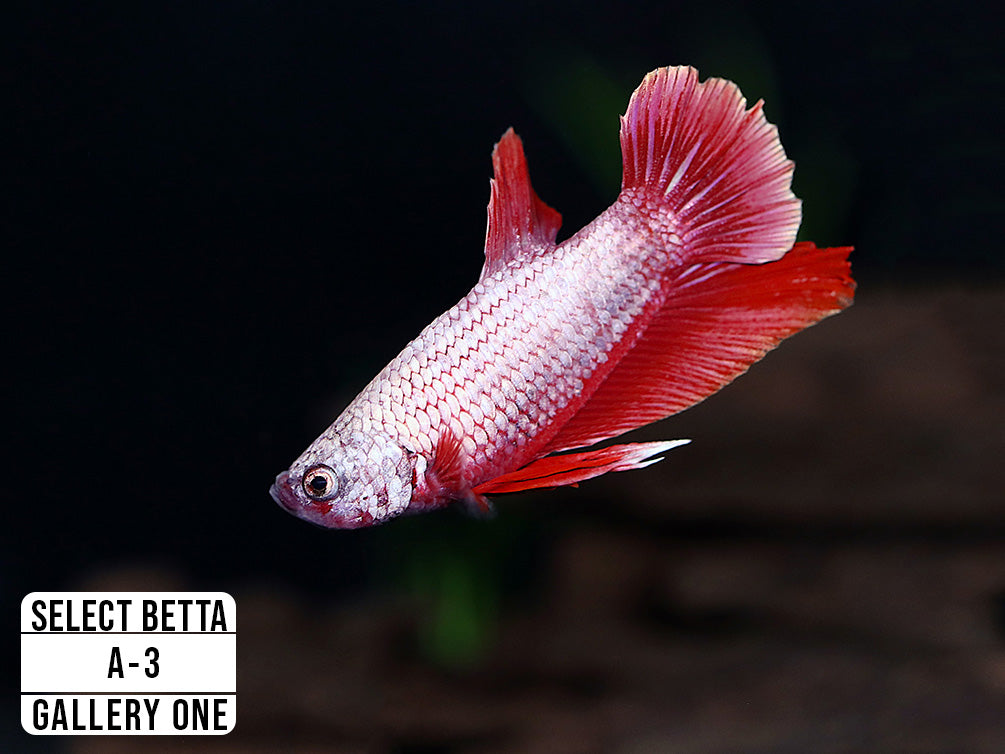 Premium Select Betta Fish (Betta splendens) - WYSIWYG Gallery One