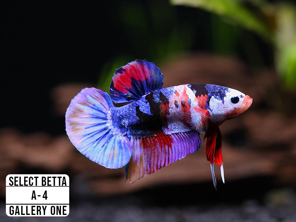 Premium Select Betta Fish (Betta splendens) - WYSIWYG Gallery One
