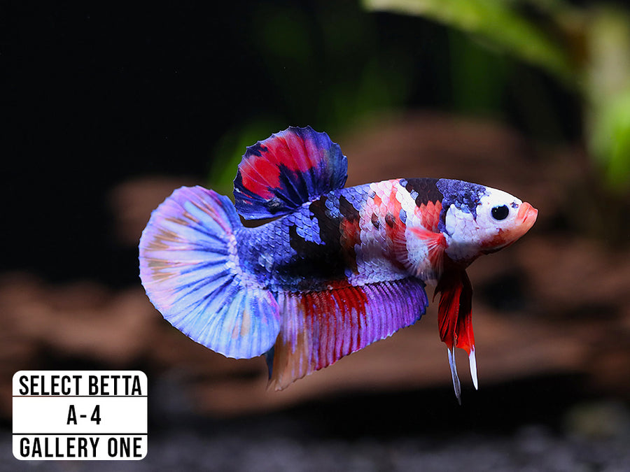 Premium Select Betta Fish (Betta splendens) - WYSIWYG Gallery One ...