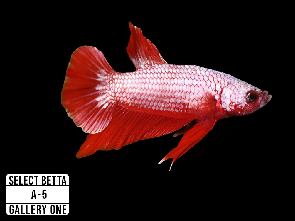 Premium Select Betta Fish (Betta splendens) - WYSIWYG Gallery One
