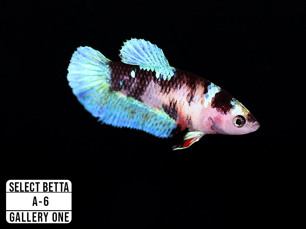 Premium Select Betta Fish (Betta splendens) - WYSIWYG Gallery One