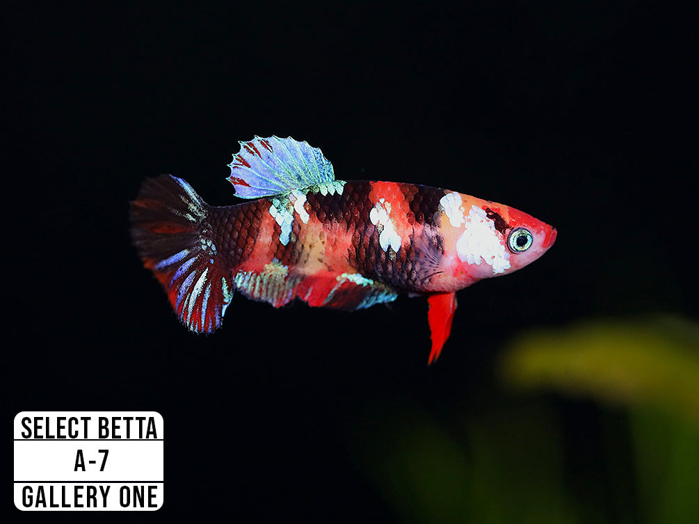 Premium Select Betta Fish (Betta splendens) - WYSIWYG Gallery One