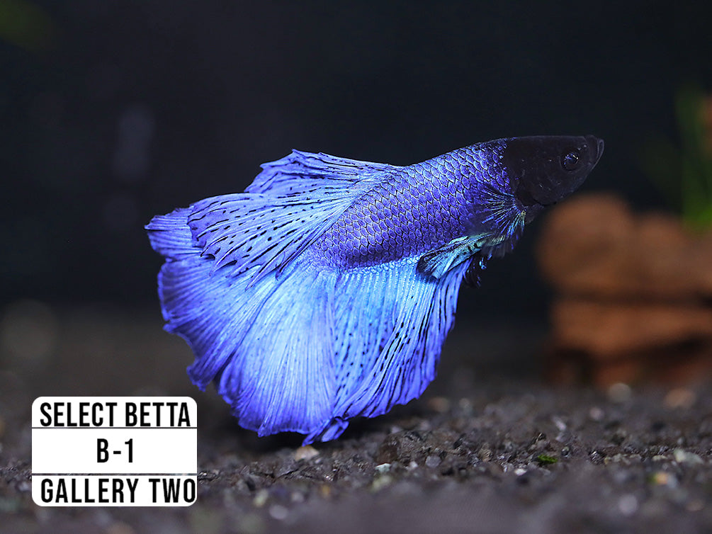 Premium Select Betta Fish (Betta splendens) - WYSIWYG Gallery Two